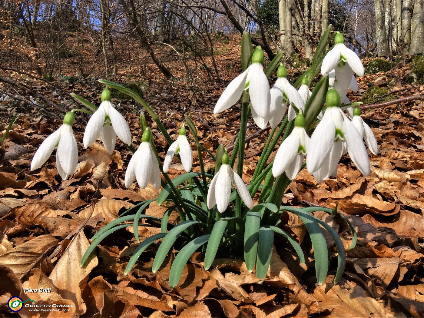 49 Festa di fiori sui sentieri al Monte Zucco - Galanthus nivalis (Bucanevi) nella splendida secolare faggeta.JPG